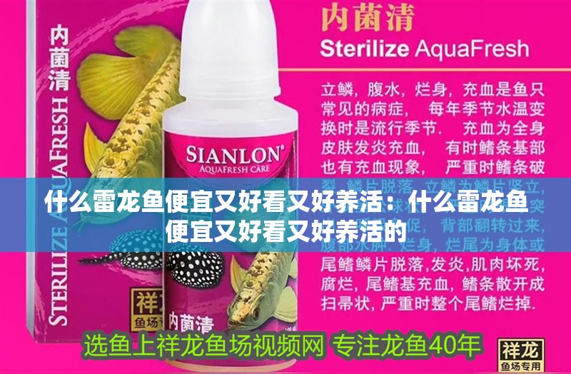 什么雷龍魚便宜又好看又好養活：什么雷龍魚便宜又好看又好養活的