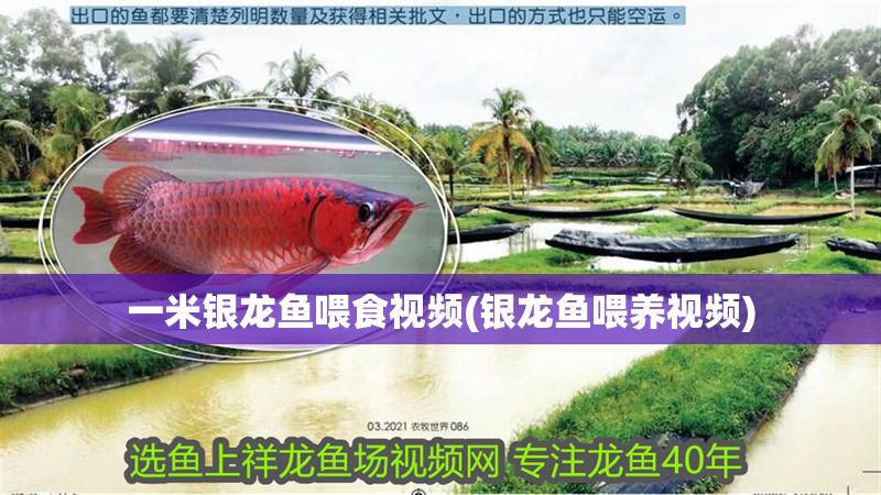 一米銀龍魚喂食視頻(銀龍魚喂養視頻) 銀龍魚百科 第1張 一米銀龍魚喂食視頻(銀龍魚喂養視頻) 一米銀龍魚喂食視頻(銀龍魚喂養視頻) 銀龍魚百科 第1張