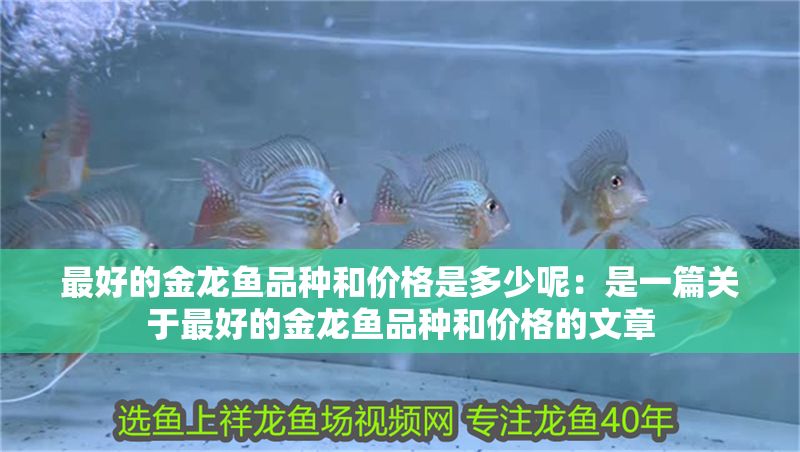 最好的金龍魚品種和價格是多少呢：是一篇關于最好的金龍魚品種和價格的文章 最好的金龍魚品種和價格是多少呢：是一篇關于最好的金龍魚品種和價格的文章 龍魚百科 第1張