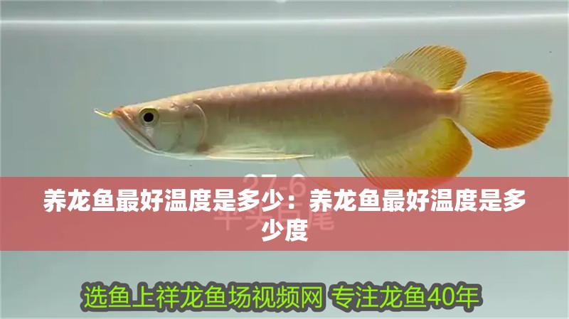 養龍魚最好溫度是多少：養龍魚最好溫度是多少度