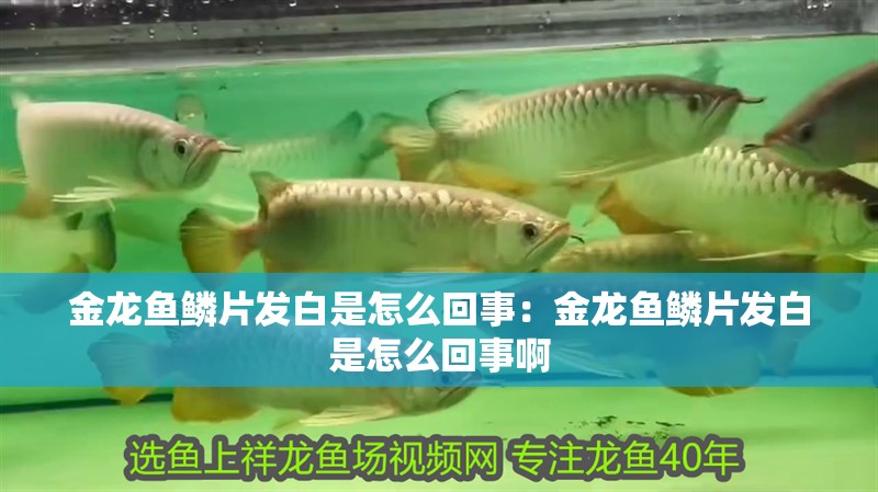 金龍魚鱗片發(fā)白是怎么回事：金龍魚鱗片發(fā)白是怎么回事啊