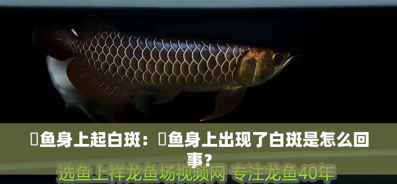 魟魚身上起白斑：魟魚身上出現了白斑是怎么回事？