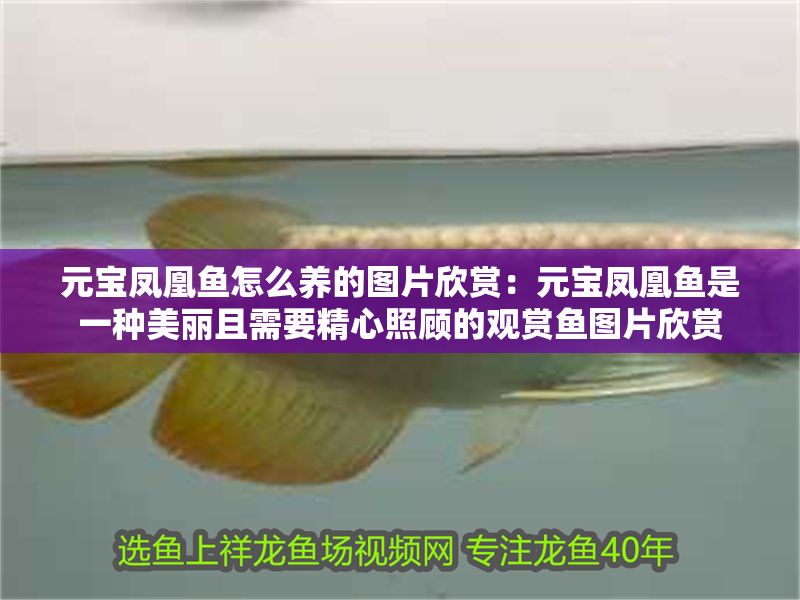 元寶鳳凰魚怎么養的圖片欣賞:元寶鳳凰魚是一種美麗且需要精心照顧的觀賞魚圖片欣賞 元寶鳳凰魚百科 第2張 元寶鳳凰魚怎么養的圖片欣賞:元寶鳳凰魚是一種美麗且需要精心照顧的觀賞魚圖片欣賞 元寶鳳凰魚怎么養的圖片欣賞:元寶鳳凰魚是一種美麗且需要精心照顧的觀賞魚圖片欣賞 元寶鳳凰魚百科 第2張
