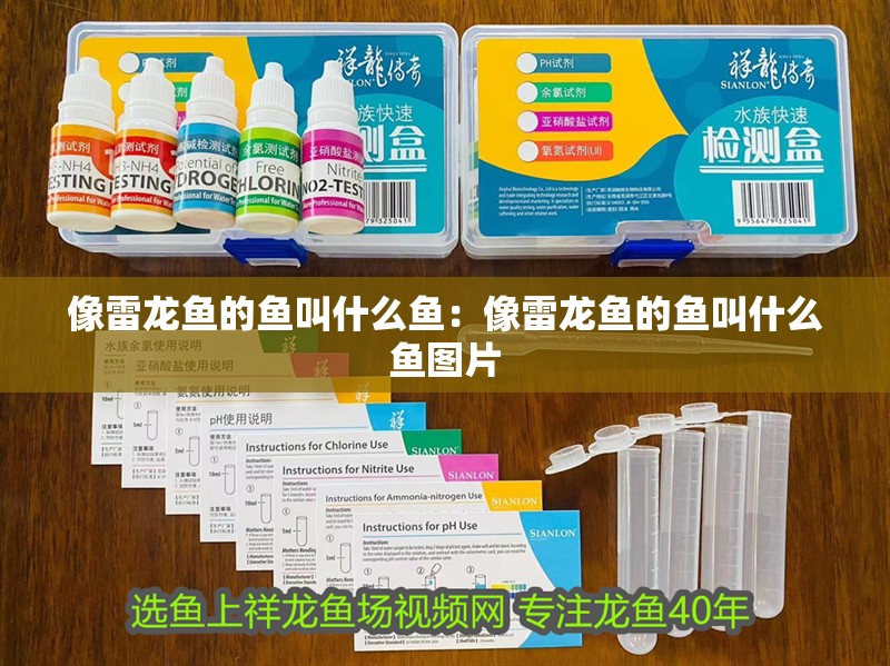 像雷龍魚的魚叫什么魚：像雷龍魚的魚叫什么魚圖片