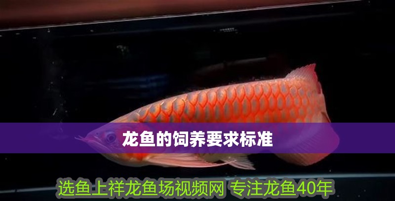 龍魚的飼養(yǎng)要求標(biāo)準(zhǔn)