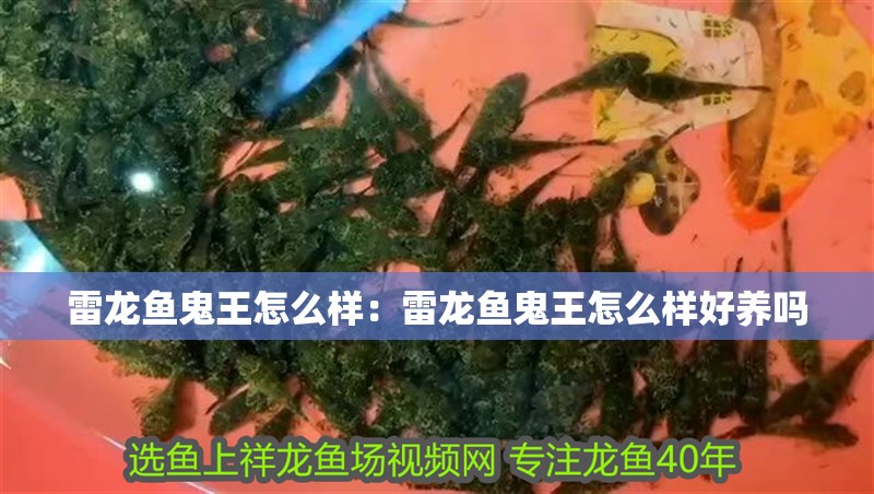 雷龍魚鬼王怎么樣：雷龍魚鬼王怎么樣好養(yǎng)嗎