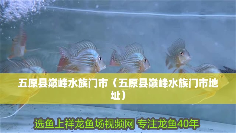 五原縣巔峰水族門(mén)市（五原縣巔峰水族門(mén)市地址）