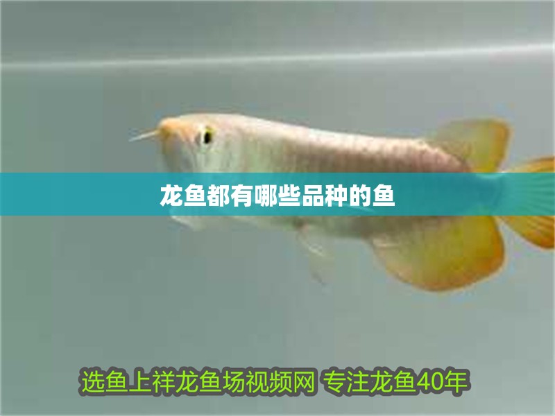 龍魚都有哪些品種的魚