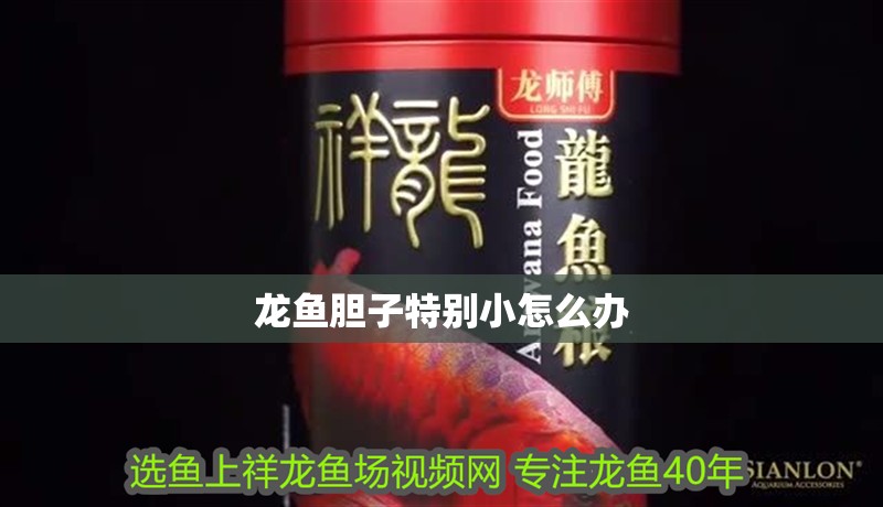 龍魚膽子特別小怎么辦