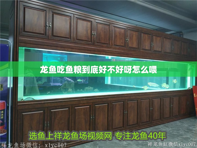 龍魚吃魚糧到底好不好呀怎么喂