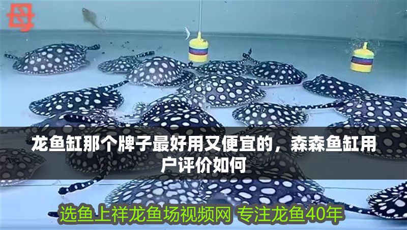 龍魚缸那個牌子最好用又便宜的，森森魚缸用戶評價如何