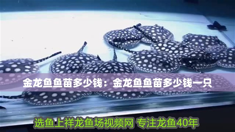 金龍魚(yú)魚(yú)苗多少錢(qián)：金龍魚(yú)魚(yú)苗多少錢(qián)一只