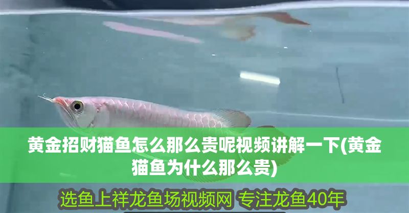 黃金招財貓魚怎么那么貴呢視頻講解一下(黃金貓魚為什么那么貴)