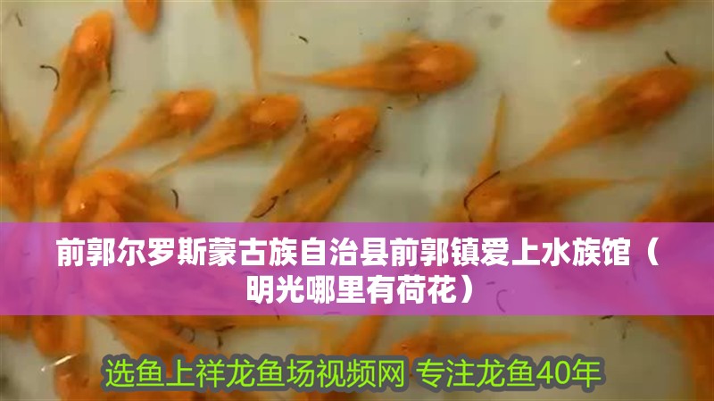 前郭爾羅斯蒙古族自治縣前郭鎮(zhèn)愛上水族館（明光哪里有荷花）