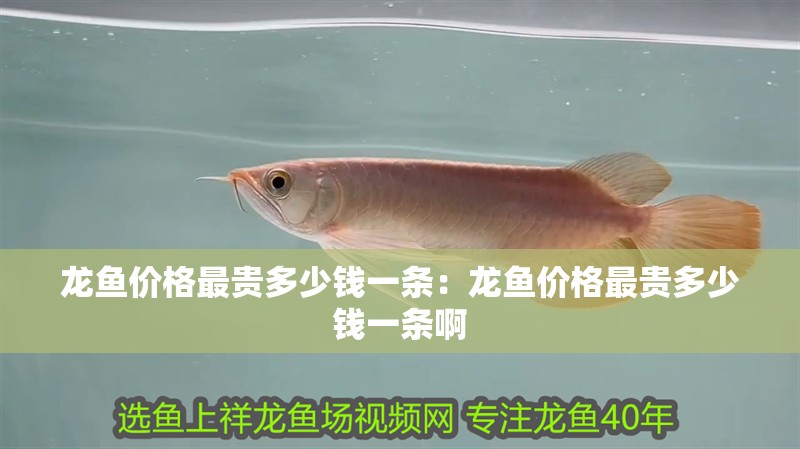 龍魚價(jià)格最貴多少錢一條：龍魚價(jià)格最貴多少錢一條啊