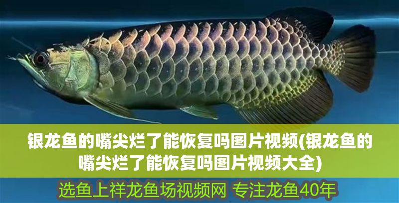 銀龍魚的嘴尖爛了能恢復嗎圖片視頻(銀龍魚的嘴尖爛了能恢復嗎圖片視頻大全)