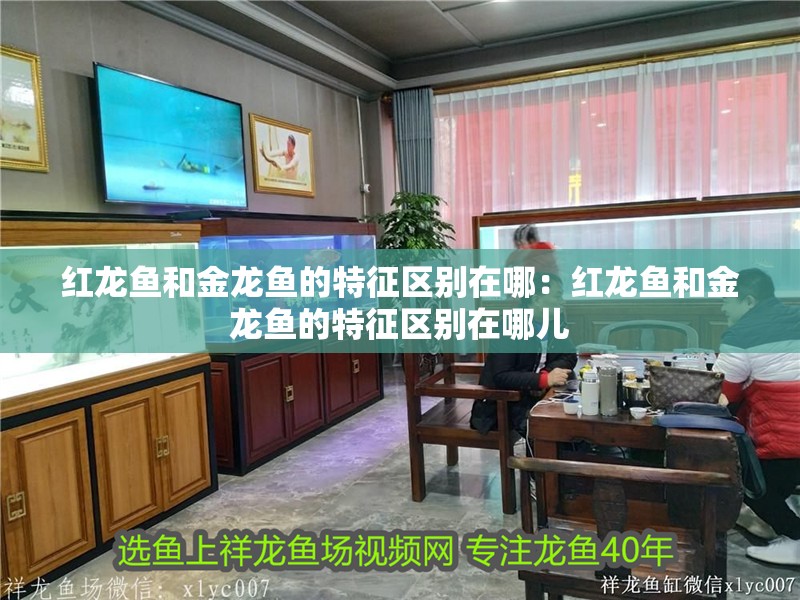 紅龍魚和金龍魚的特征區別在哪：紅龍魚和金龍魚的特征區別在哪兒