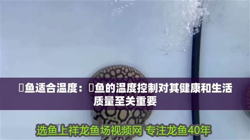 魟魚適合溫度：魟魚的溫度控制對其健康和生活質量至關重要 魟魚適合溫度：魟魚的溫度控制對其健康和生活質量至關重要 魟魚百科 第2張