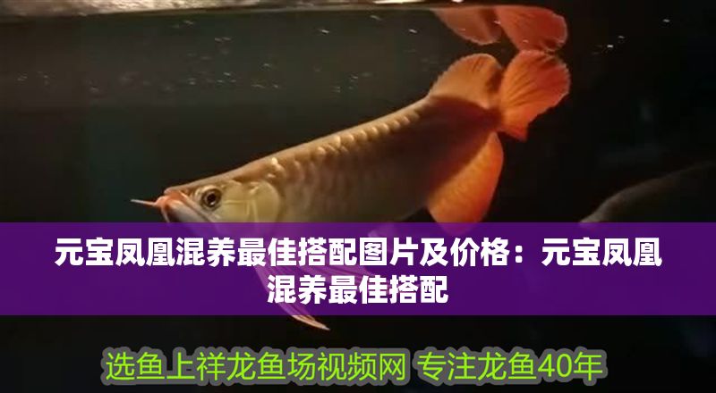 元寶鳳凰混養最佳搭配圖片及價格：元寶鳳凰混養最佳搭配