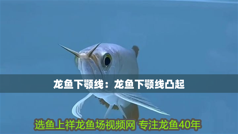龍魚(yú)下顎線(xiàn)：龍魚(yú)下顎線(xiàn)凸起