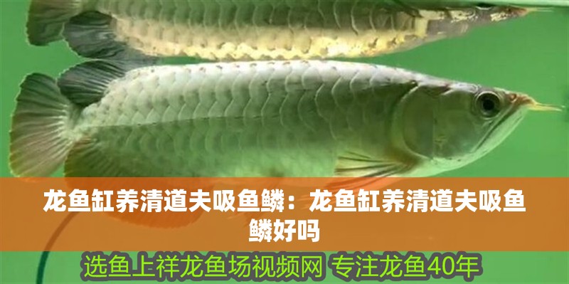 龍魚缸養清道夫吸魚鱗：龍魚缸養清道夫吸魚鱗好嗎