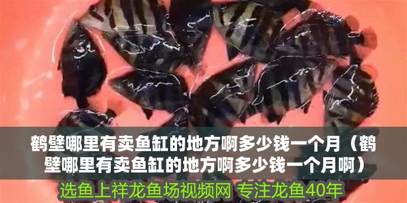 鶴壁哪里有賣魚缸的地方啊多少錢一個(gè)月（鶴壁哪里有賣魚缸的地方啊多少錢一個(gè)月啊）