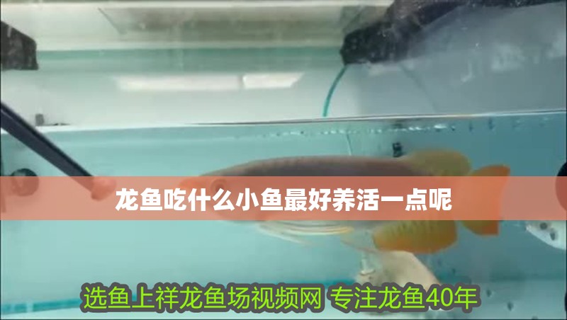龍魚吃什么小魚最好養活一點呢