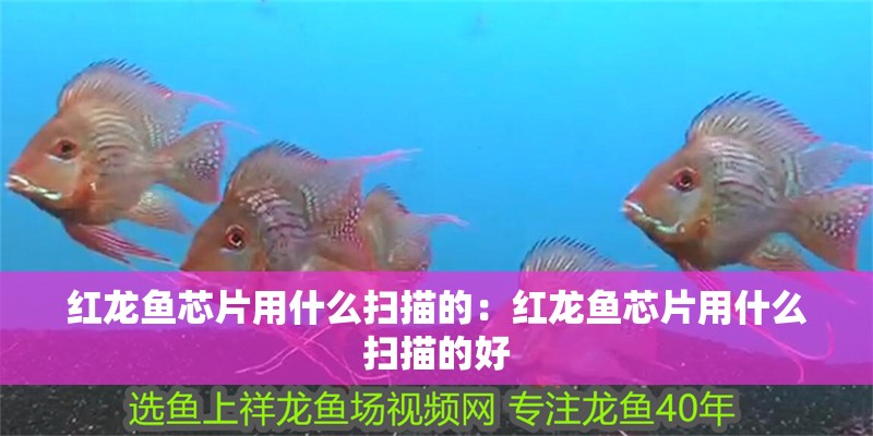 紅龍魚芯片用什么掃描的：紅龍魚芯片用什么掃描的好
