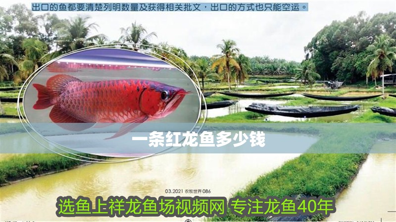 一條紅龍魚多少錢