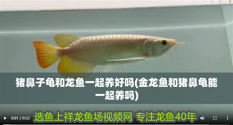 豬鼻子龜和龍魚一起養(yǎng)好嗎(金龍魚和豬鼻龜能一起養(yǎng)嗎)