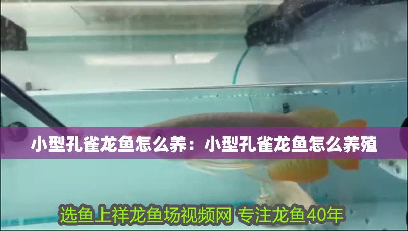 小型孔雀龍魚怎么養：小型孔雀龍魚怎么養殖