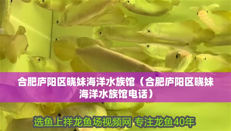 合肥廬陽區(qū)曉妹海洋水族館（合肥廬陽區(qū)曉妹海洋水族館電話）