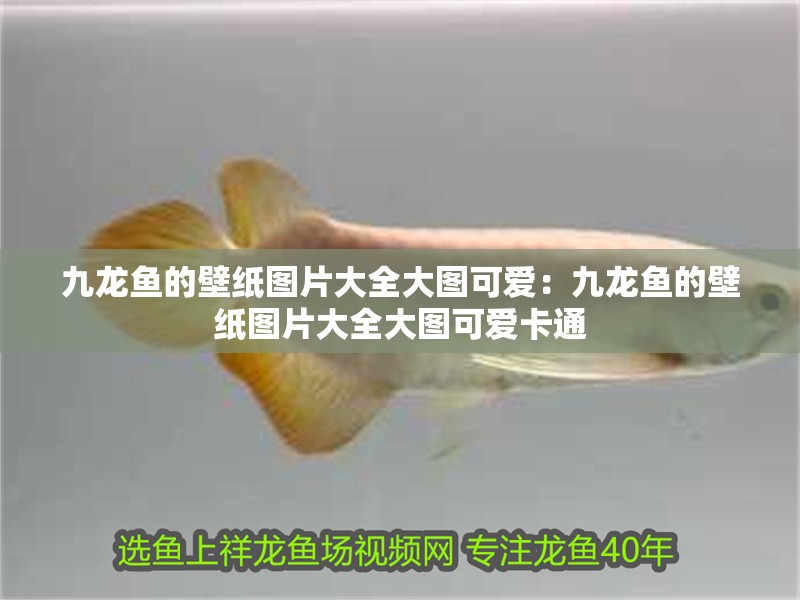 九龍魚的壁紙圖片大全大圖可愛：九龍魚的壁紙圖片大全大圖可愛卡通