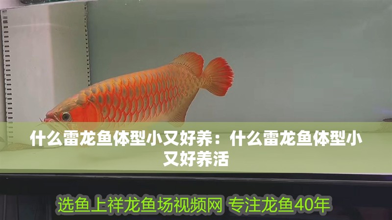 什么雷龍魚體型小又好養：什么雷龍魚體型小又好養活