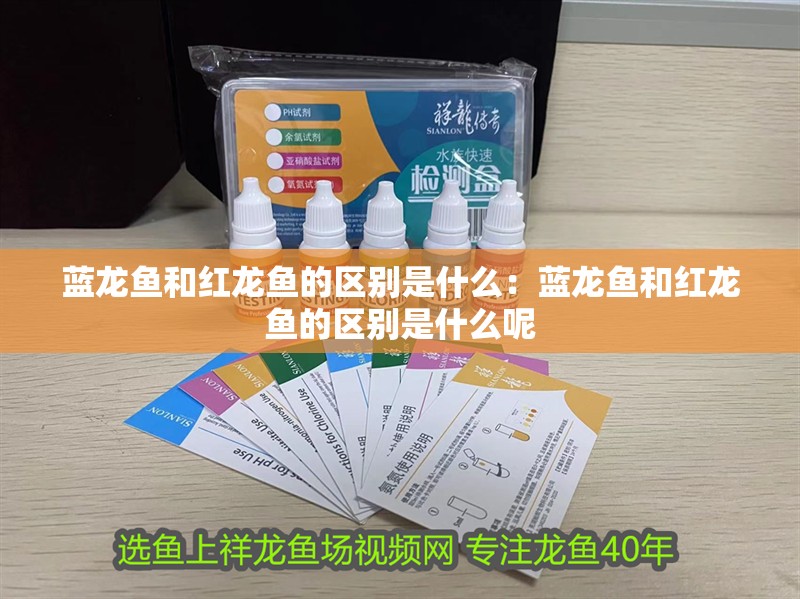 藍龍魚和紅龍魚的區別是什么：藍龍魚和紅龍魚的區別是什么呢