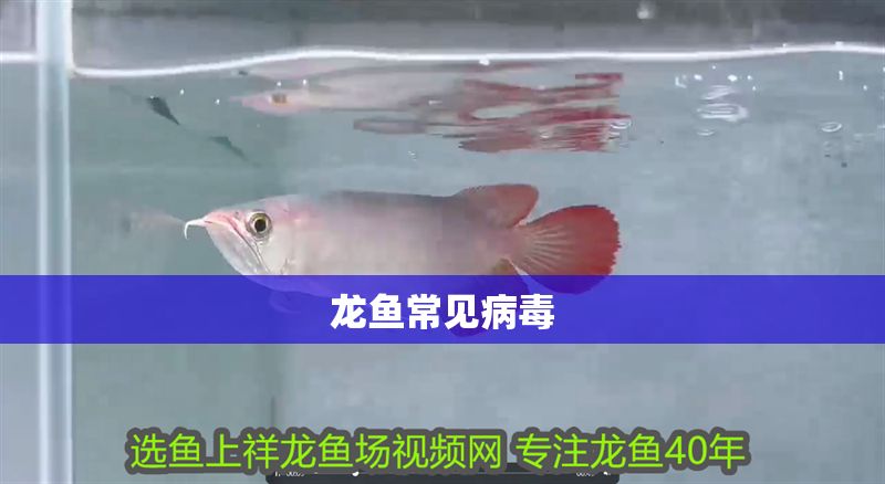 龍魚常見病毒