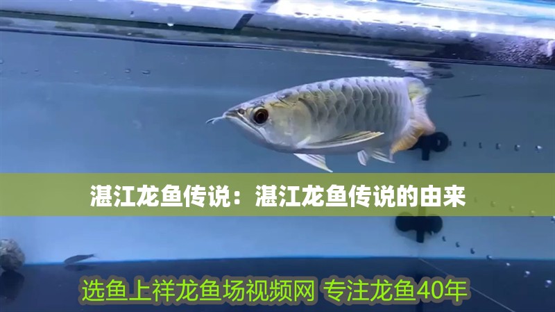 湛江龍魚(yú)傳說(shuō)：湛江龍魚(yú)傳說(shuō)的由來(lái)