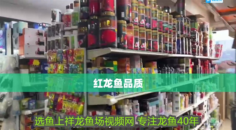 紅龍魚品質 紅龍魚品質 龍魚百科 第2張
