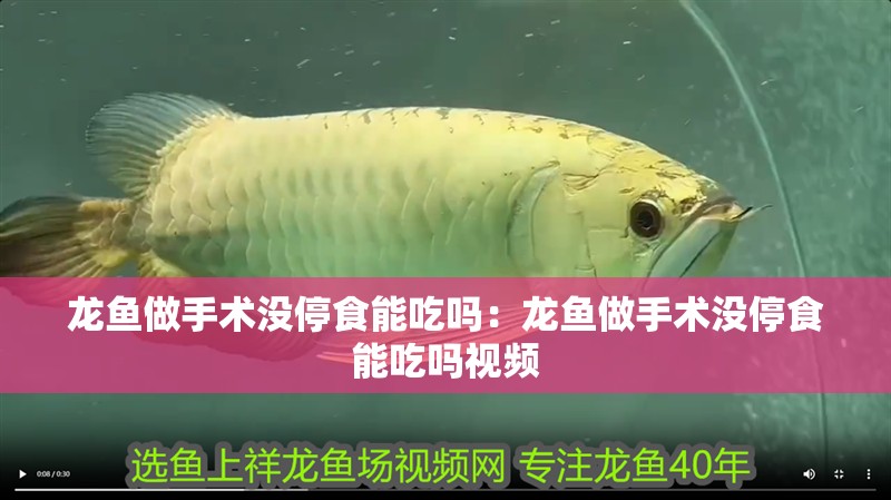 龍魚做手術沒停食能吃嗎：龍魚做手術沒停食能吃嗎視頻