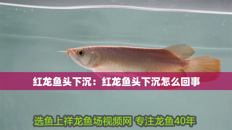 紅龍魚頭下沉：紅龍魚頭下沉怎么回事