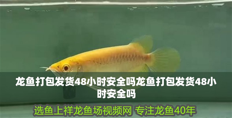 龍魚打包發貨48小時安全嗎龍魚打包發貨48小時安全嗎