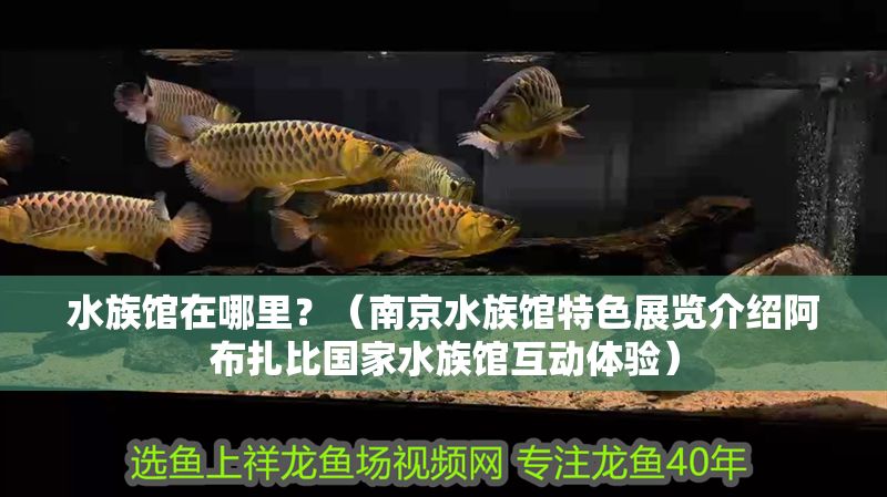 水族館在哪里？（南京水族館特色展覽介紹阿布扎比國家水族館互動體驗）