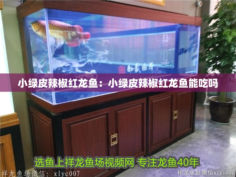 小綠皮辣椒紅龍魚(yú)：小綠皮辣椒紅龍魚(yú)能吃嗎