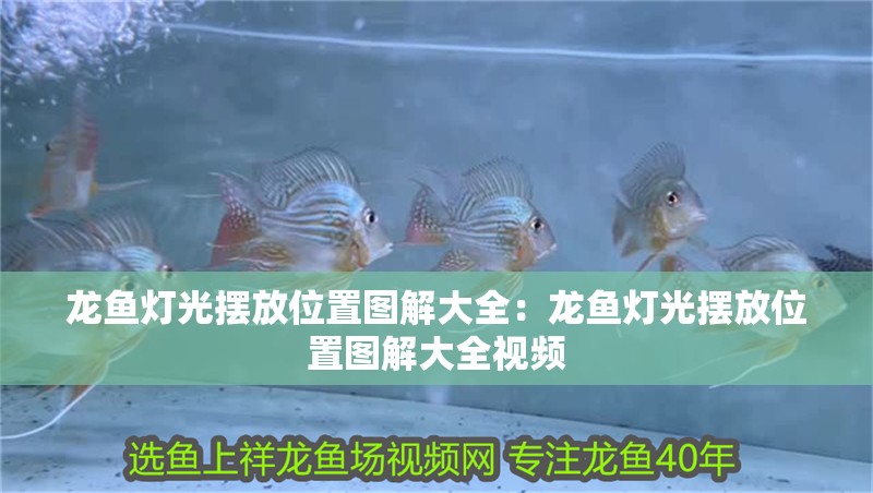 龍魚燈光擺放位置圖解大全：龍魚燈光擺放位置圖解大全視頻