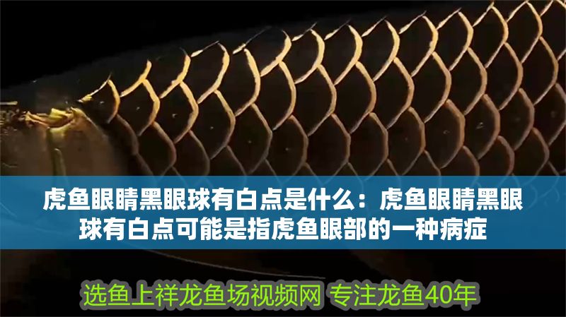 虎魚眼睛黑眼球有白點是什么：虎魚眼睛黑眼球有白點可能是指虎魚眼部的一種病癥