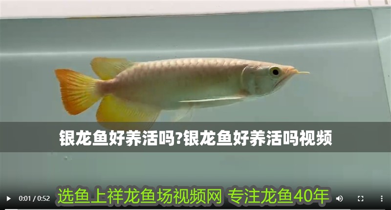 銀龍魚好養活嗎?銀龍魚好養活嗎視頻