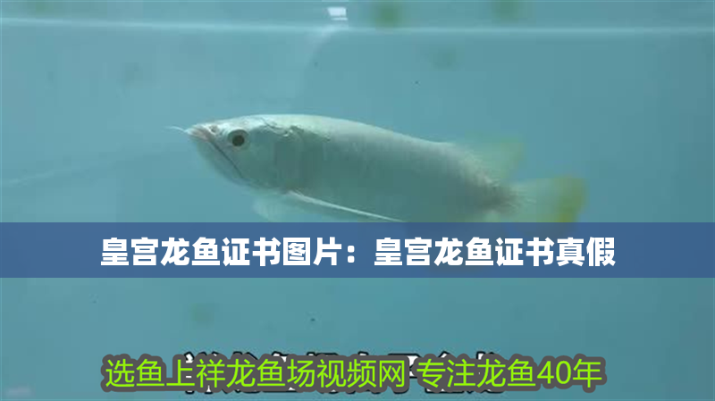 皇宮龍魚證書圖片:皇宮龍魚證書真假 水族問答 皇宮龍魚證書圖片:皇宮龍魚證書真假 皇宮龍魚證書圖片:皇宮龍魚證書真假 水族問答