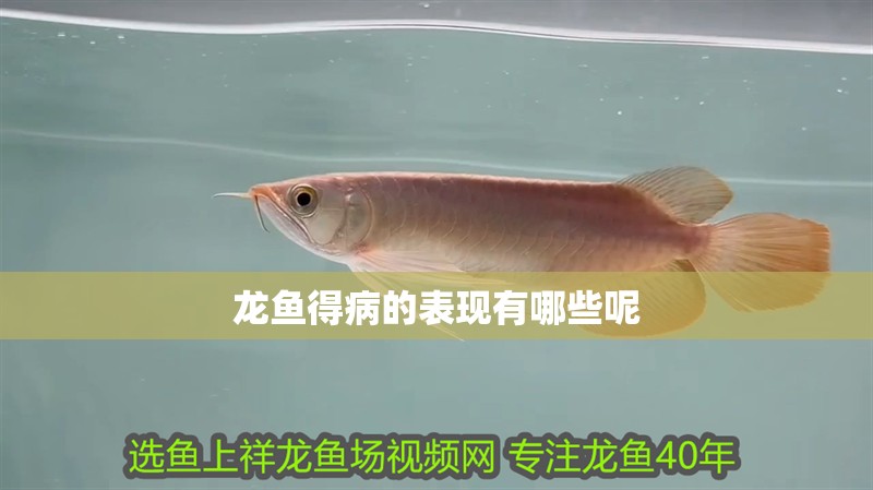 龍魚得病的表現有哪些呢