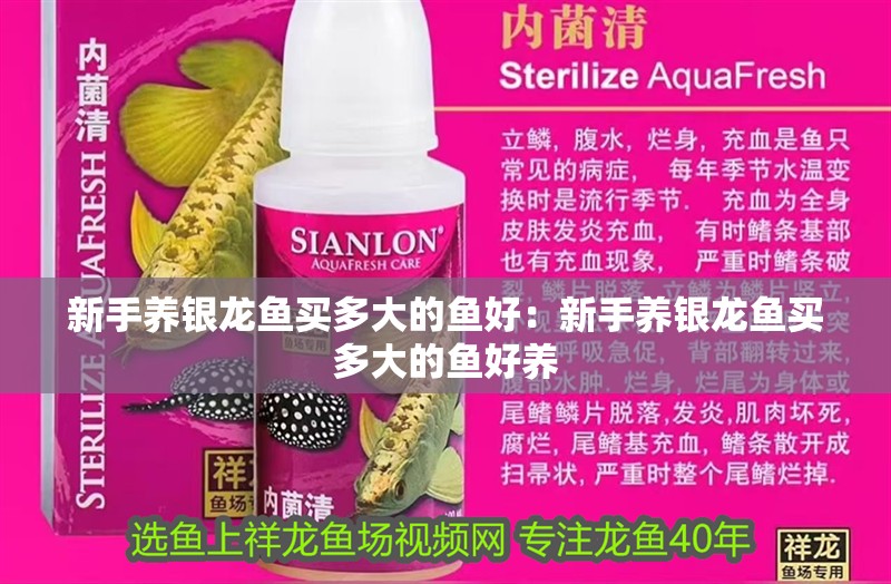 新手養銀龍魚買多大的魚好：新手養銀龍魚買多大的魚好養