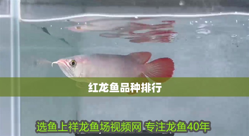 紅龍魚品種排行